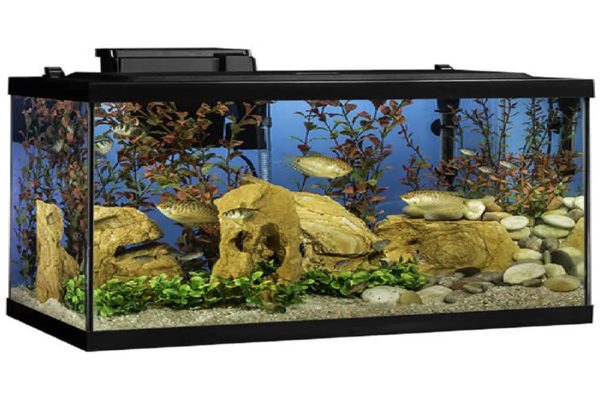 20 Gallon Aquarium Kit | Does It Worth It