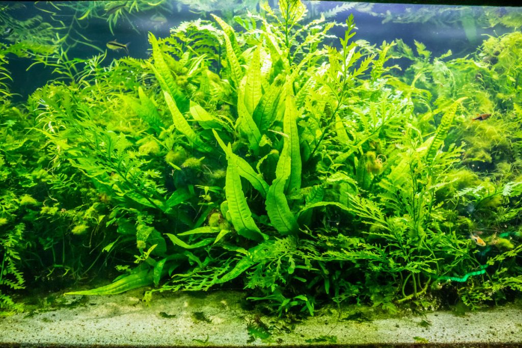 Is Aquarium Water Good for Plants?