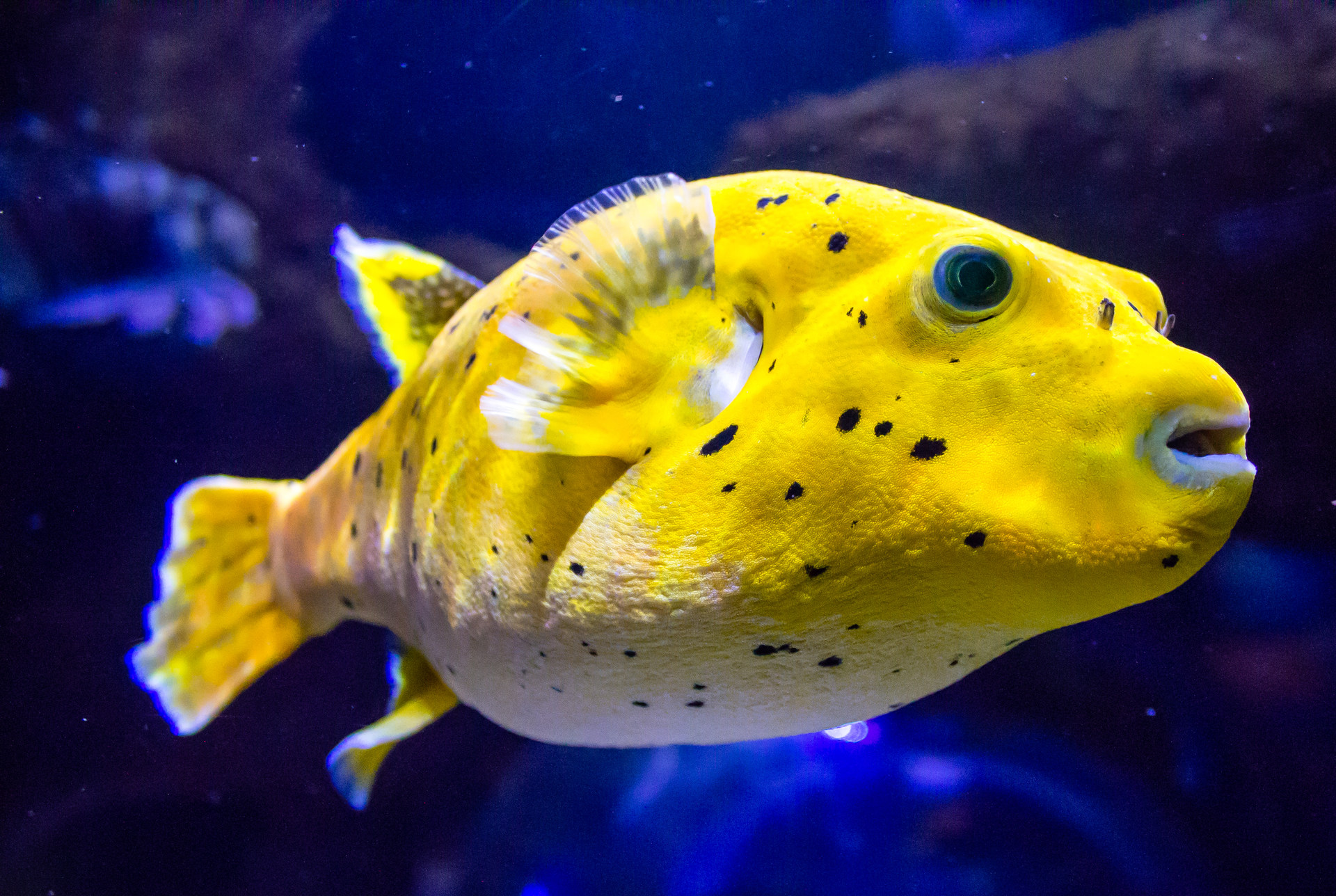 Freshwater Puffer Fish | 10 Awesome Things