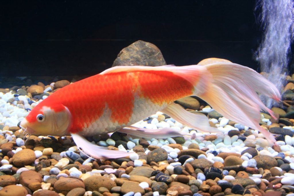 How Much Aquarium Gravel Do I Need? (No. 1 Awesome Guide)