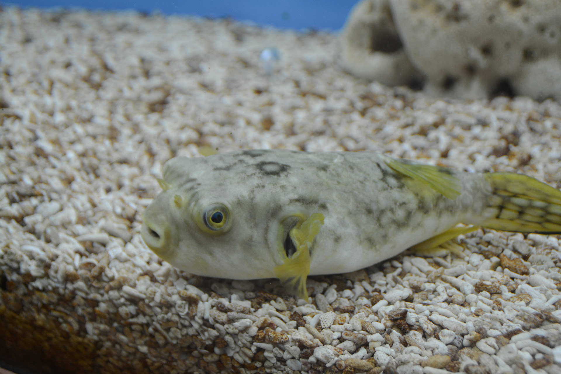 Freshwater Puffer Fish 10 Awesome Things