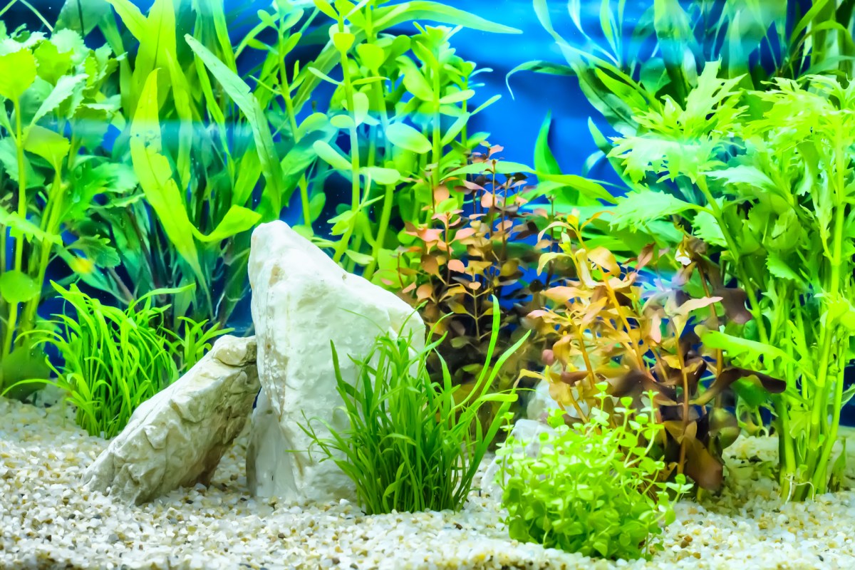 Aquarium Undergravel Filter | 8 Awesome Reasons