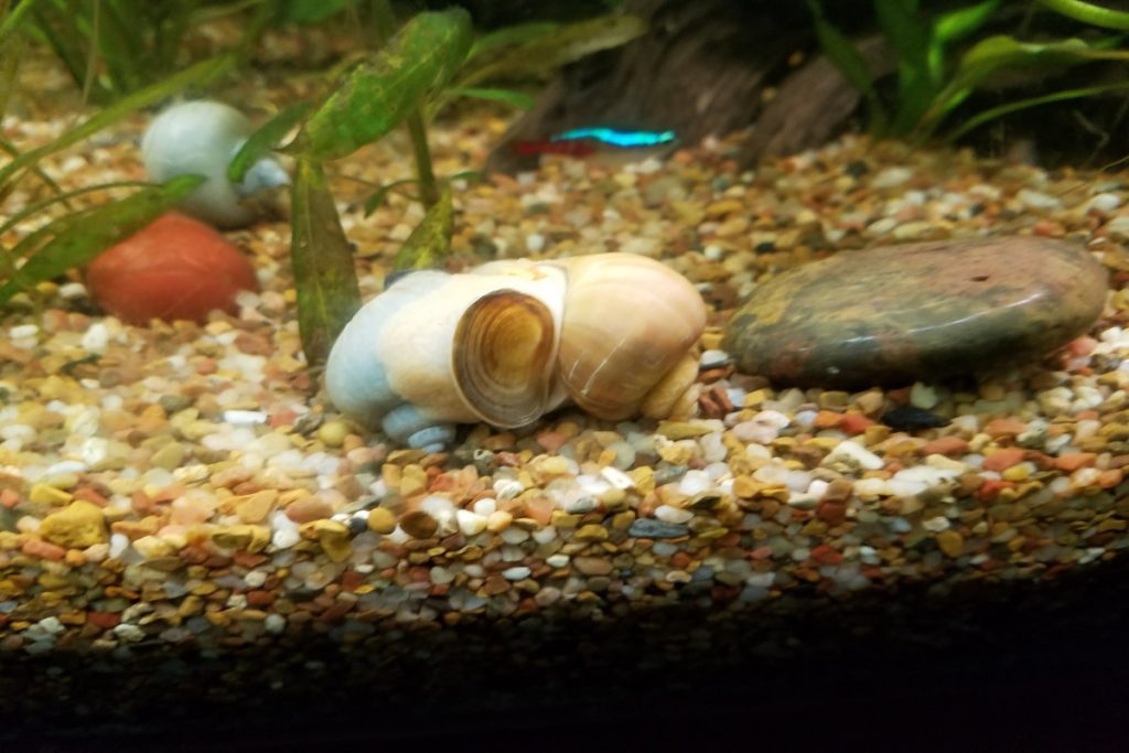 Is Aquarium Salt Safe for Snails?
