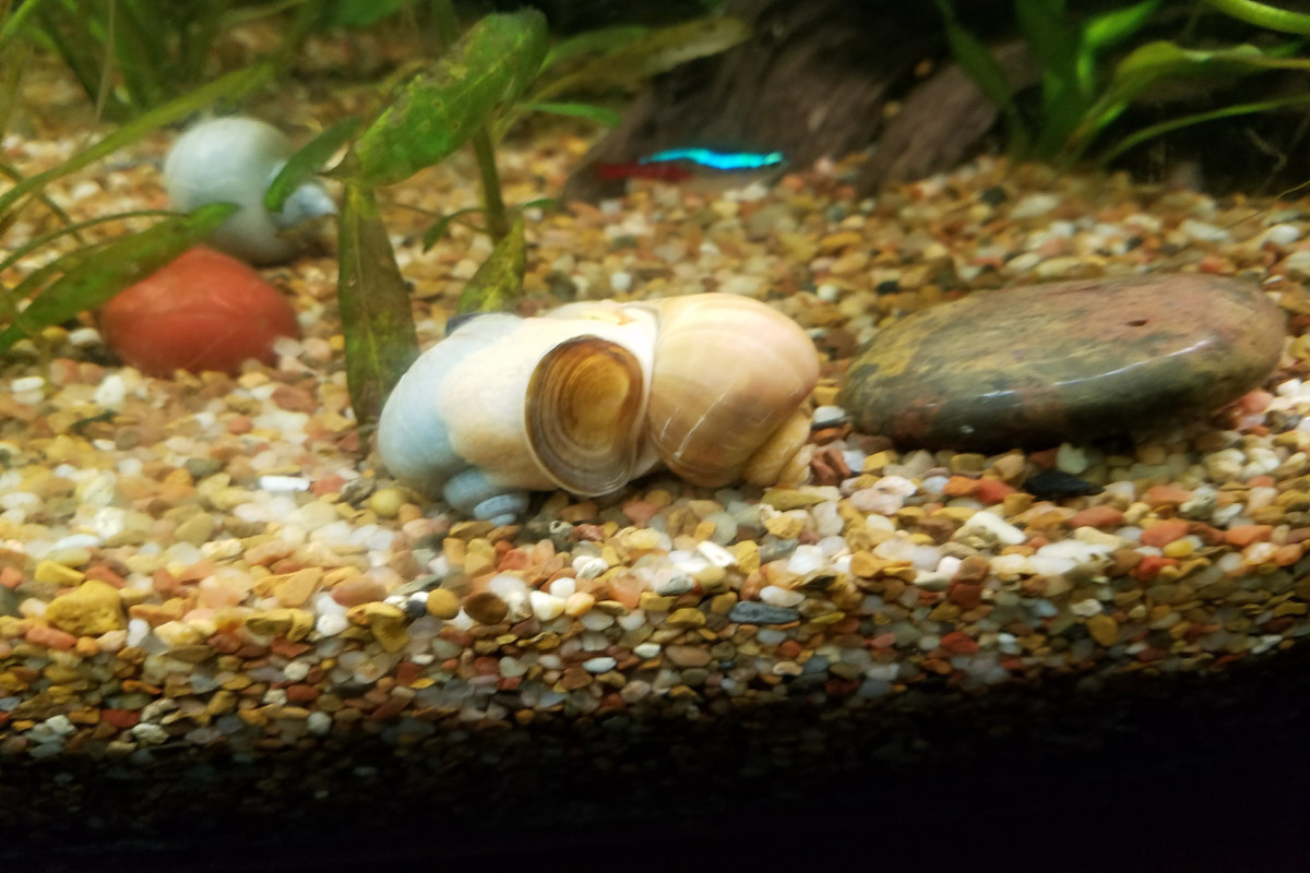 Is Aquarium Salt Safe for Snails? (11 Simple Truth You don't Know)