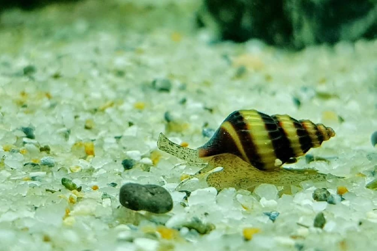 Is Aquarium Salt Safe for Snails? (11 Simple Truth You don’t Know)