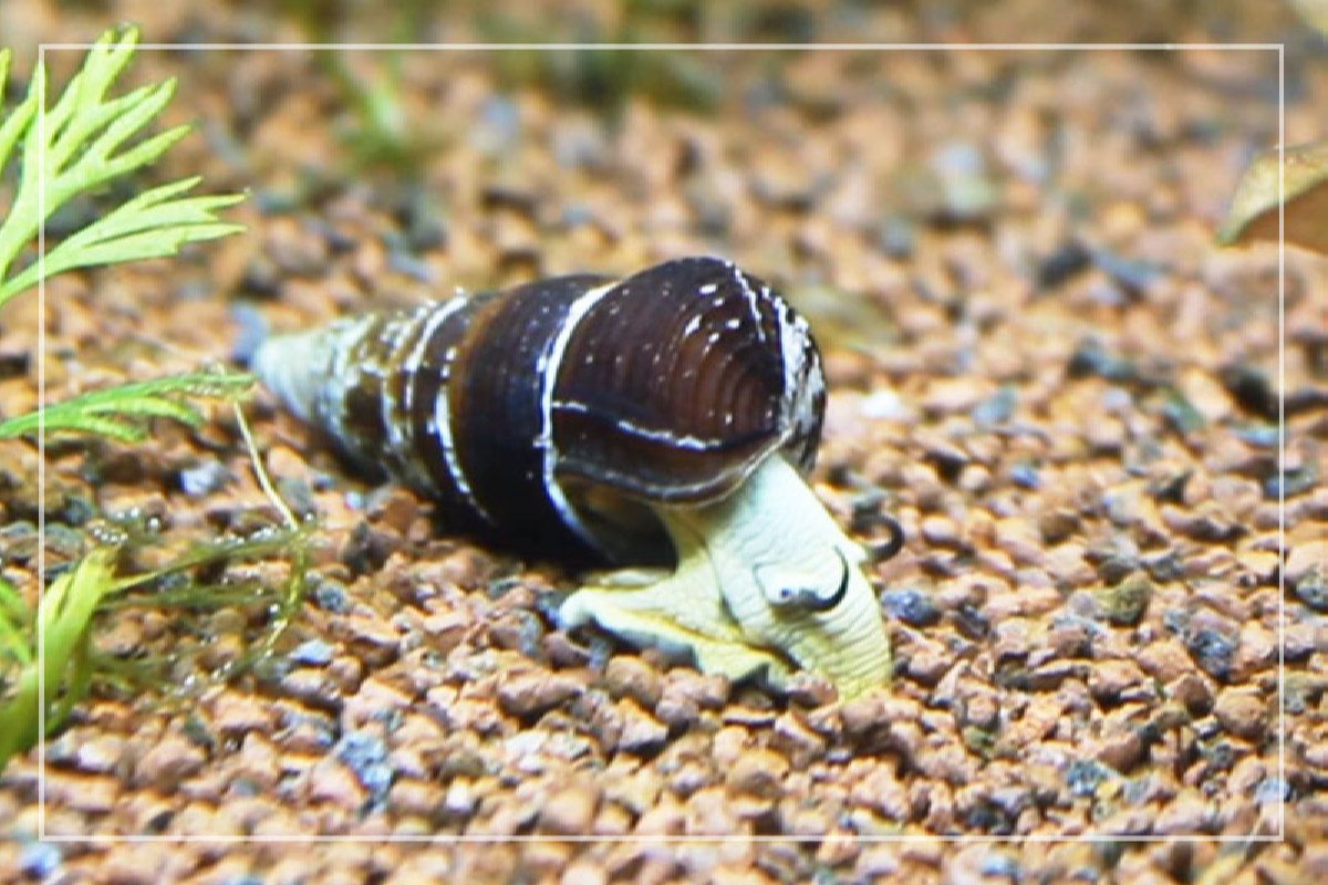 Is Aquarium Salt Safe for Snails? (11 Simple Truth You don't Know)