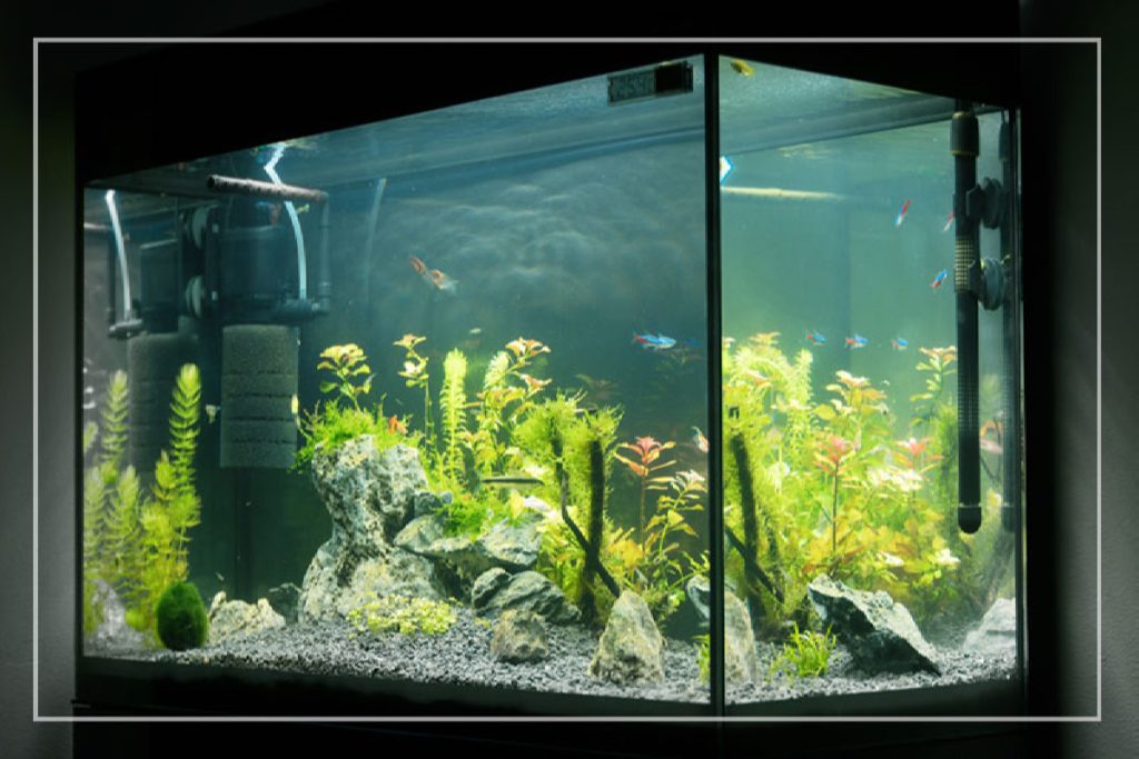 15 Gallon Aquarium