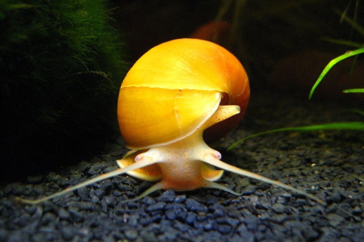 Is Aquarium Salt Safe for Snails? (11 Simple Truth You don't Know)