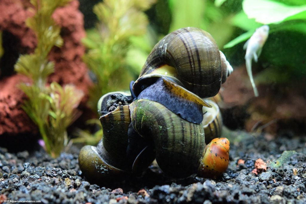 Is Aquarium Salt Safe for Snails?
