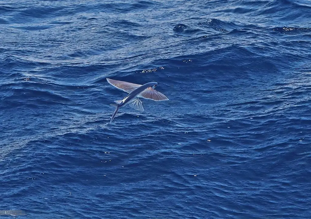 10 Fascinating Facts About Flying Fish You Probably Didn’t Know