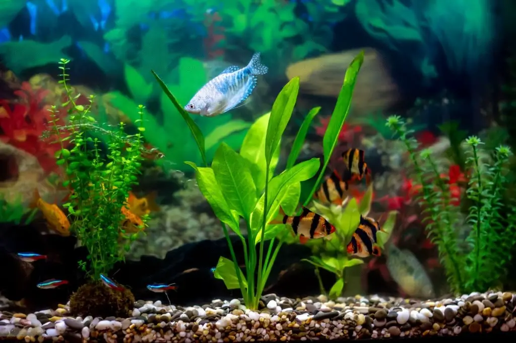 Can Aquarium Plants Grow in Sand? (5 Awesome Discovery)
