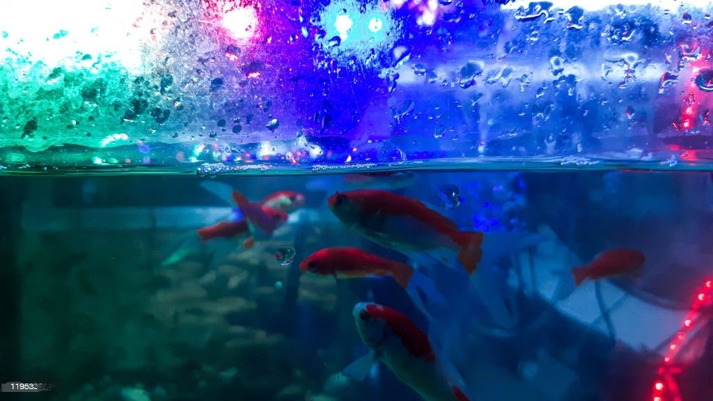 Aquarium Led Light Strip | 7 Tips on How to Use It