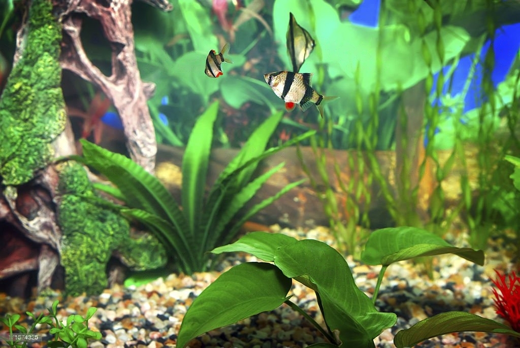 Can Aquarium Plants Grow in Gravel? (8 Helpful Tips)