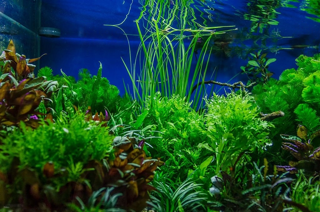 Is Aquarium Salt Safe for Plants?