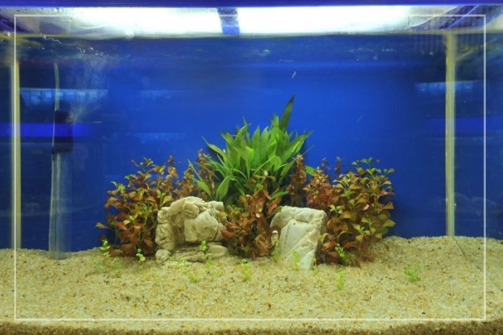 Aquarium Undergravel Filter