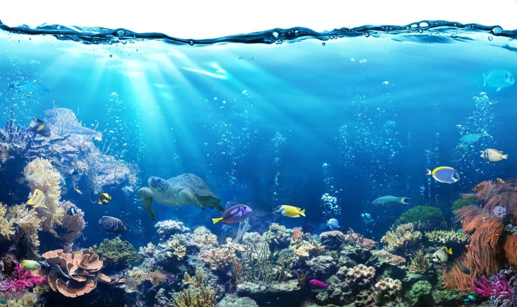 How to Maintain Saltwater Aquarium? (10 Helpful Tips)