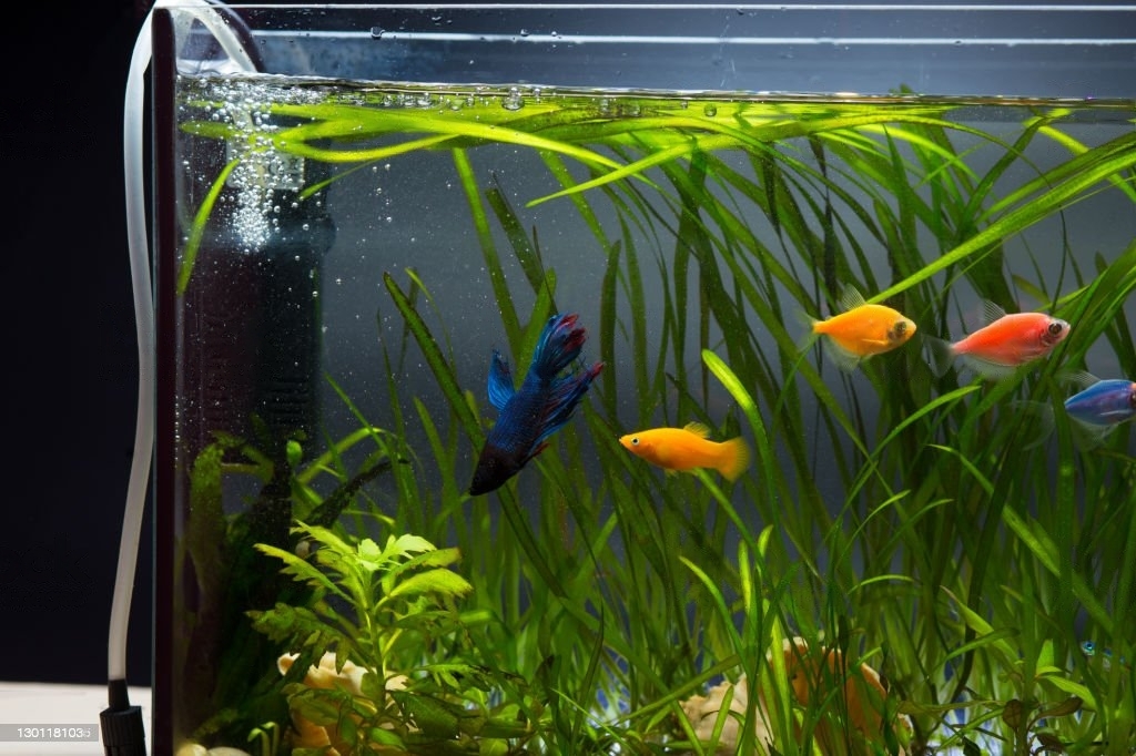Best Oxygen Pump for Aquarium