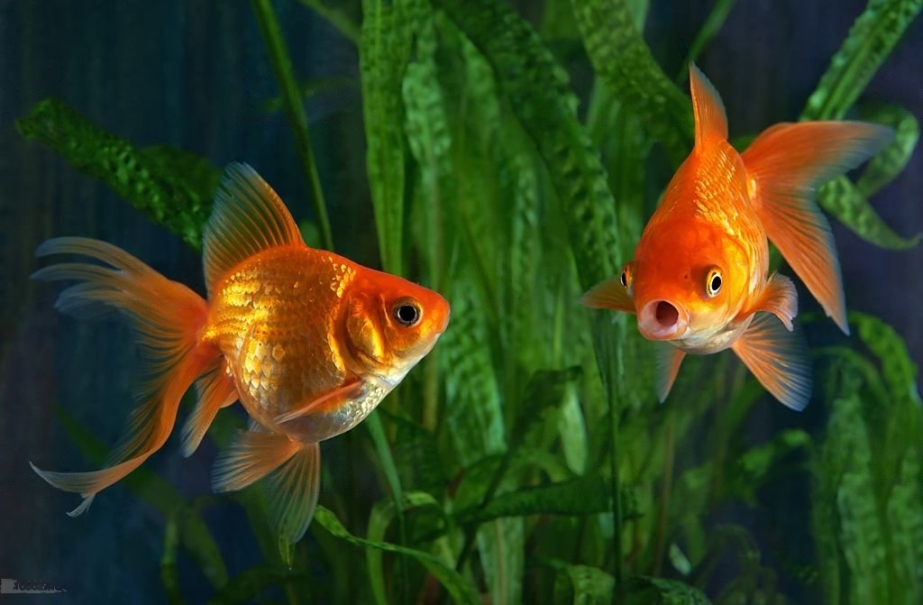 Does Goldfish Need Oxygen Pump?