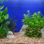 Which Aquarium Plants Produce the Most Oxygen? (5 Best Plant)