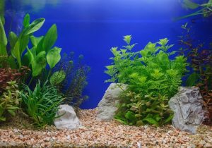Which Aquarium Plants Produce the Most Oxygen?