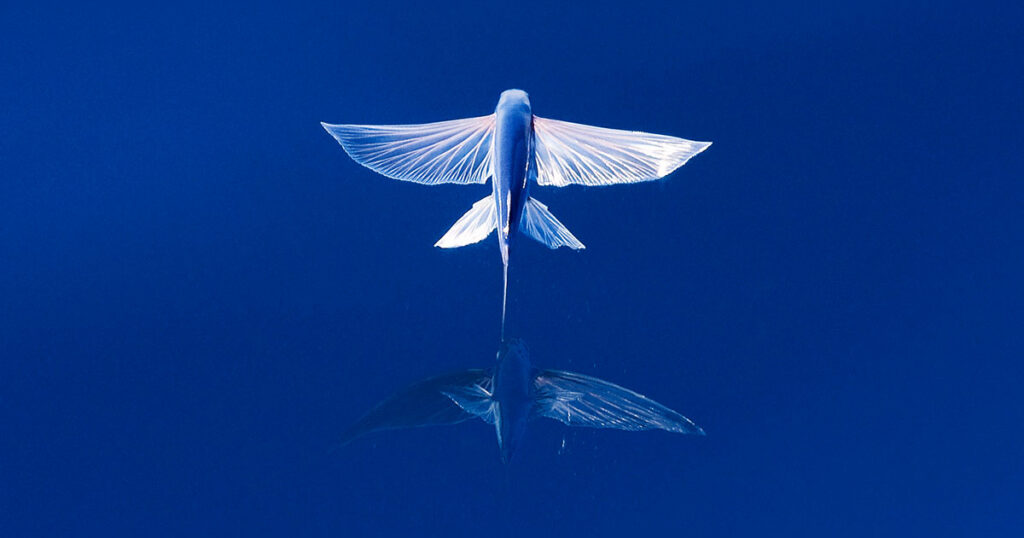 10 Reasons Why Flying Fish Are Key To Marine Ecosystems