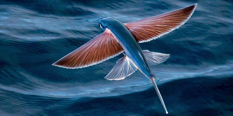 7 Mind-blowing Facts About The Aerodynamics Of Flying Fish