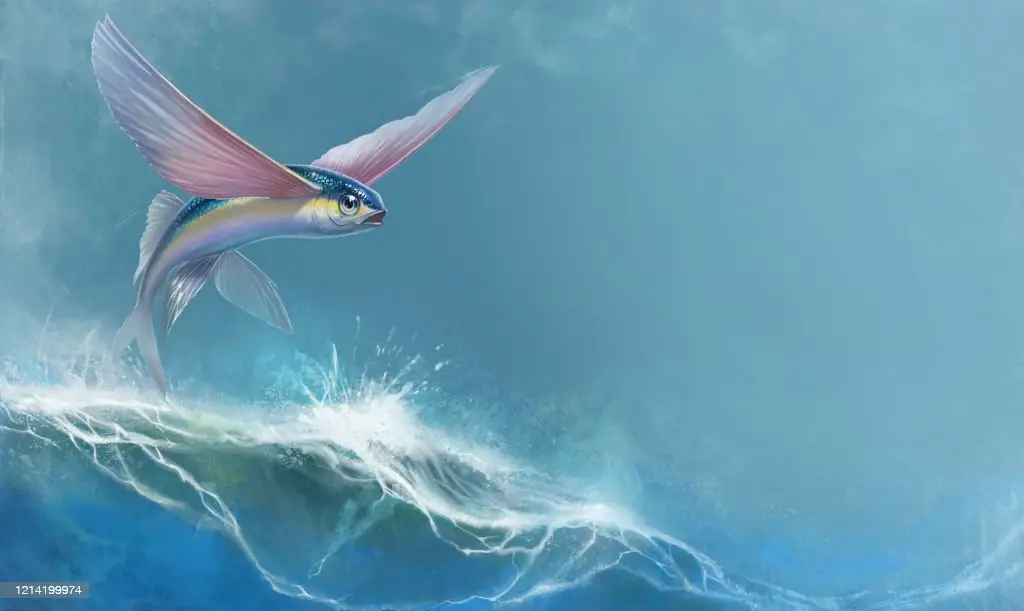 Types of Flying Fish