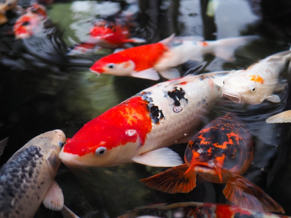 Why Are Koi Fish Expensive? | 10 Awesome Reasons