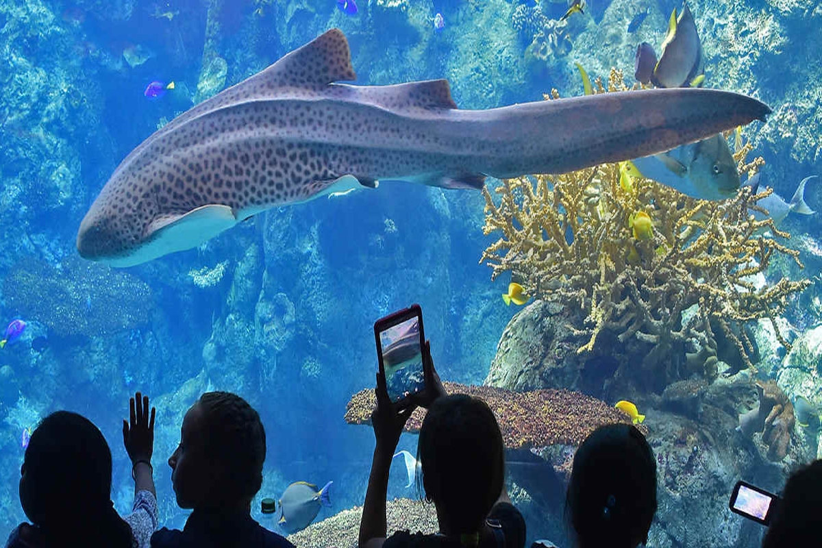 Aquarium Orange County | Explore The Best Aquarium Of The Pacific