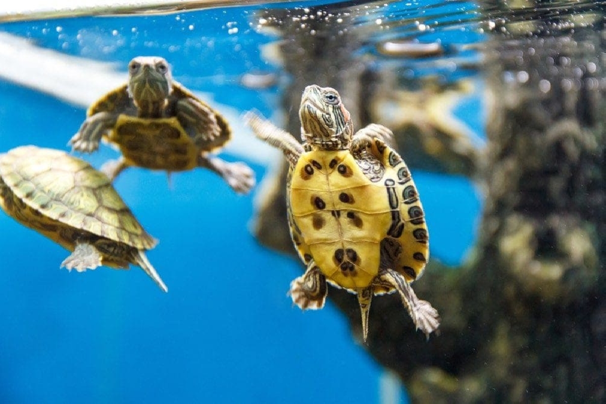 Aquarium For Turtle | Ultimate Turtle Tanks 10 Best Setup