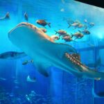 Sea Life Orlando Aquarium | Top Best 5 Crazy Sea Life To See