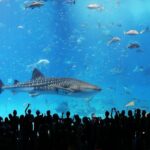 Aquarium Tokyo | Top Best Tokyo’s Aquariums