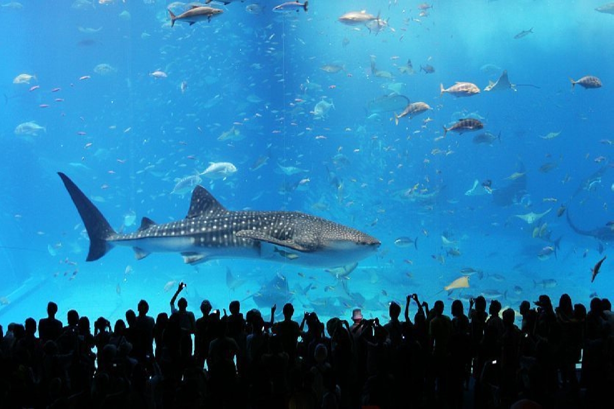 Aquarium Tokyo | Top Best Tokyo’s Aquariums