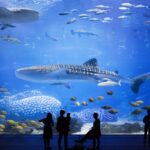 Chimelong Ocean Kingdom | Discover China’s Best Theme Park