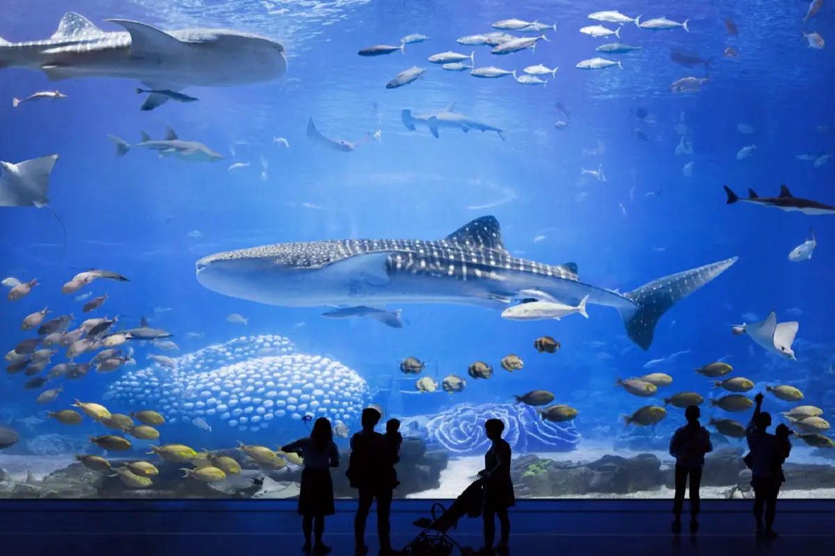 Chimelong Ocean Kingdom | Discover China’s Best Theme Park
