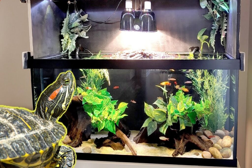 Aquarium For Turtle