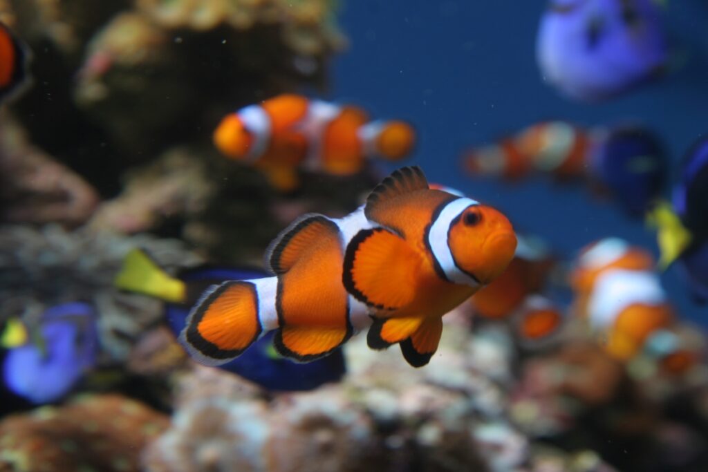 Aquarium Orange County