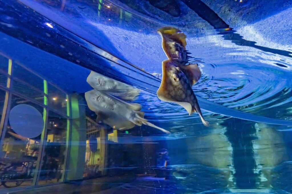 Aquarium Orange County