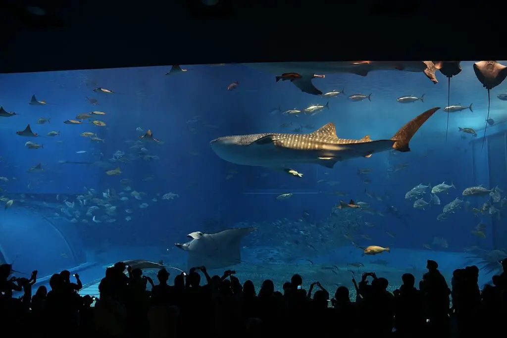Aquarium Tokyo