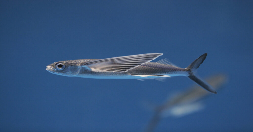 Types of Flying Fish