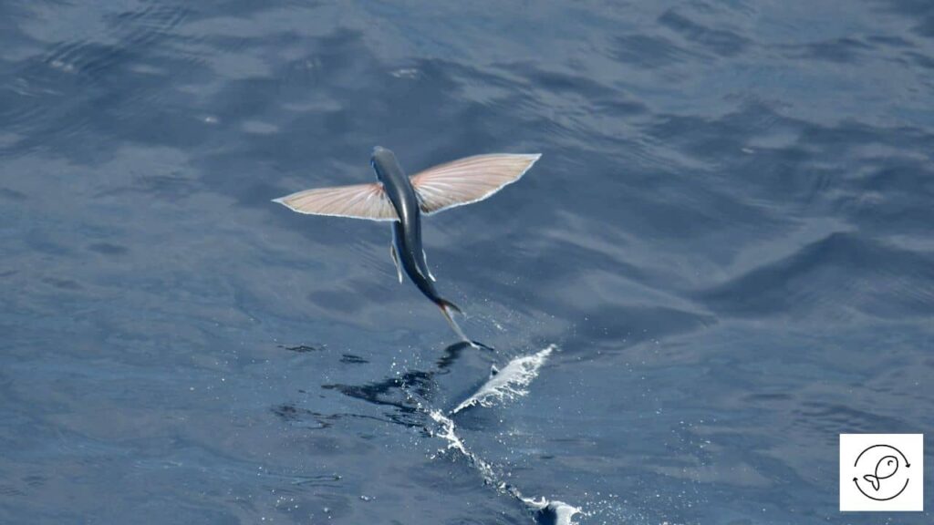 Types of Flying Fish