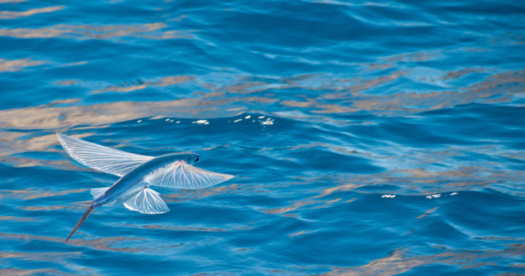 Types of Flying Fish