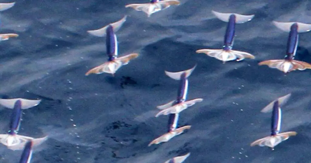 Flying Squid