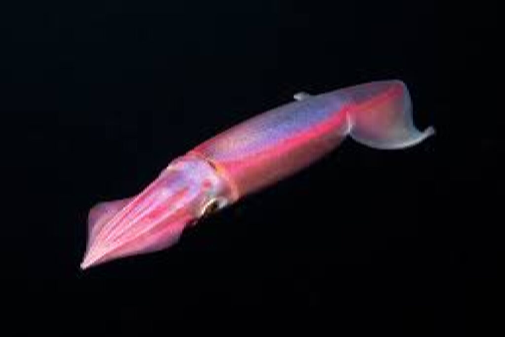 Neon Flying Squid