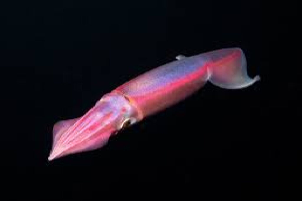 Flying Squid