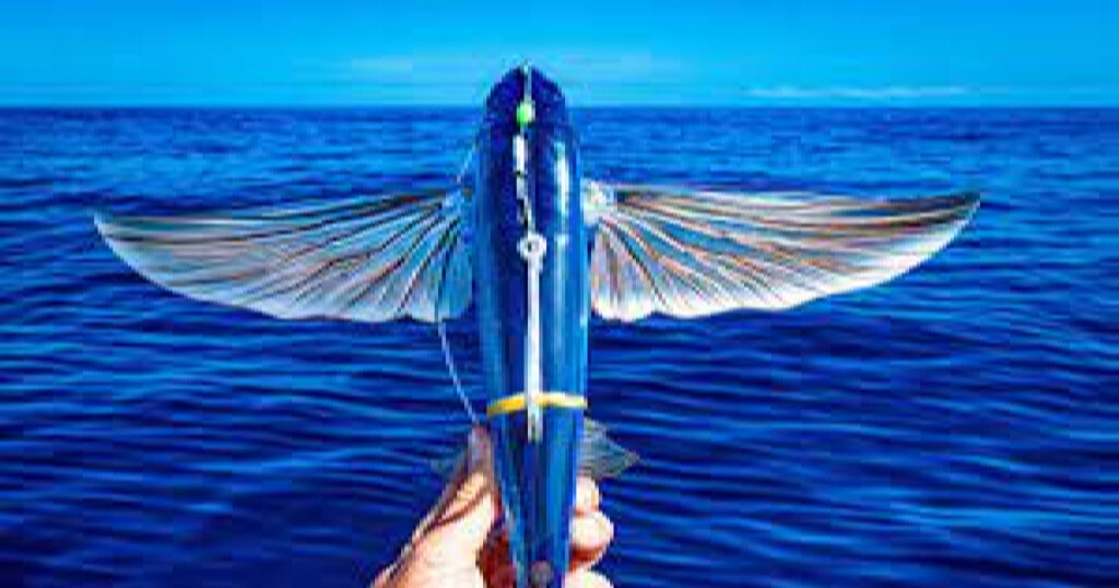 Blue Flying Fish