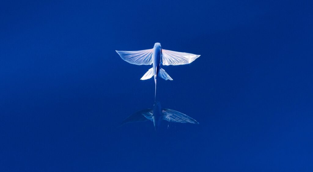 Atlantic Flyingfish