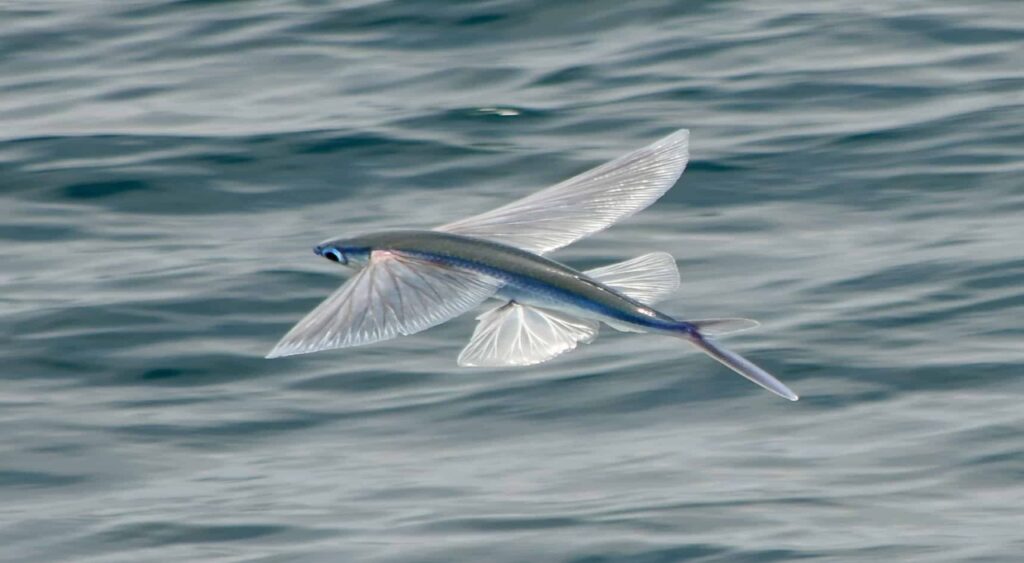 Atlantic Flyingfish