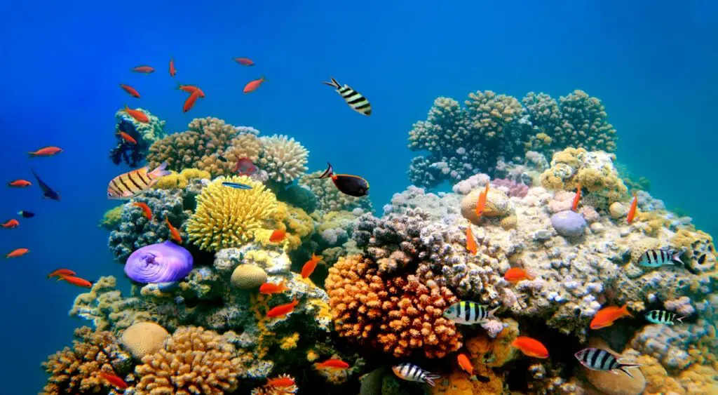 Famous reefs