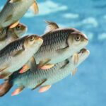 5 Compelling Reasons Why Fish Farming is Essential